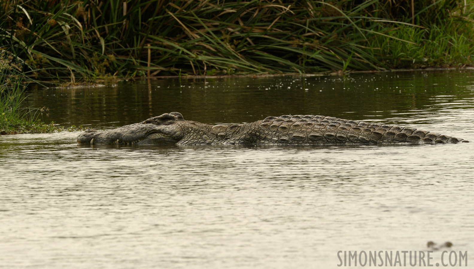 Crocodylus niloticus chamses [400 mm, 1/640 sec at f / 11, ISO 800]